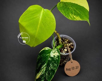 Maaa¨̮⑅パクパクモンスターオーダー☆完成☆ ひまわりモンちゃんデザイン Variegated Monstera Borsigiana Aurea Live Plant - Monstera Aurea