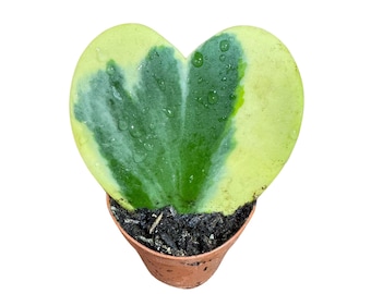 Hoya Kerrii Heart Succulent - Live Plant - Indoor or Outdoor plant - Heart-Shaped Hoya - Office Gift - Sweetheart Hoya in a Nursery Pot
