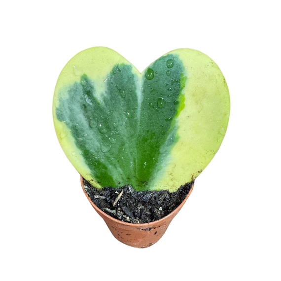 pink butterfly succulent Mother of Thousands