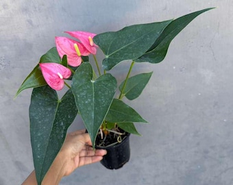 Pink Anthurium Flowering Plant 4" Grow Pot - Easy Care Hardy Houseplant - Low Light Live Flower Plant with Blooming Flowers for Gift
