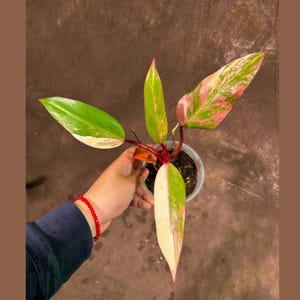 Variegated Philodendron Strawberry Shake EXACT Same Plant - Rare Variegated Strawberry Plant - Collector Plant - Gift Live Plant - US Seller
