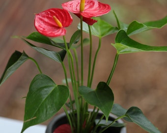 anthurium kos Anthurium King of Spades – ProtoLeaf