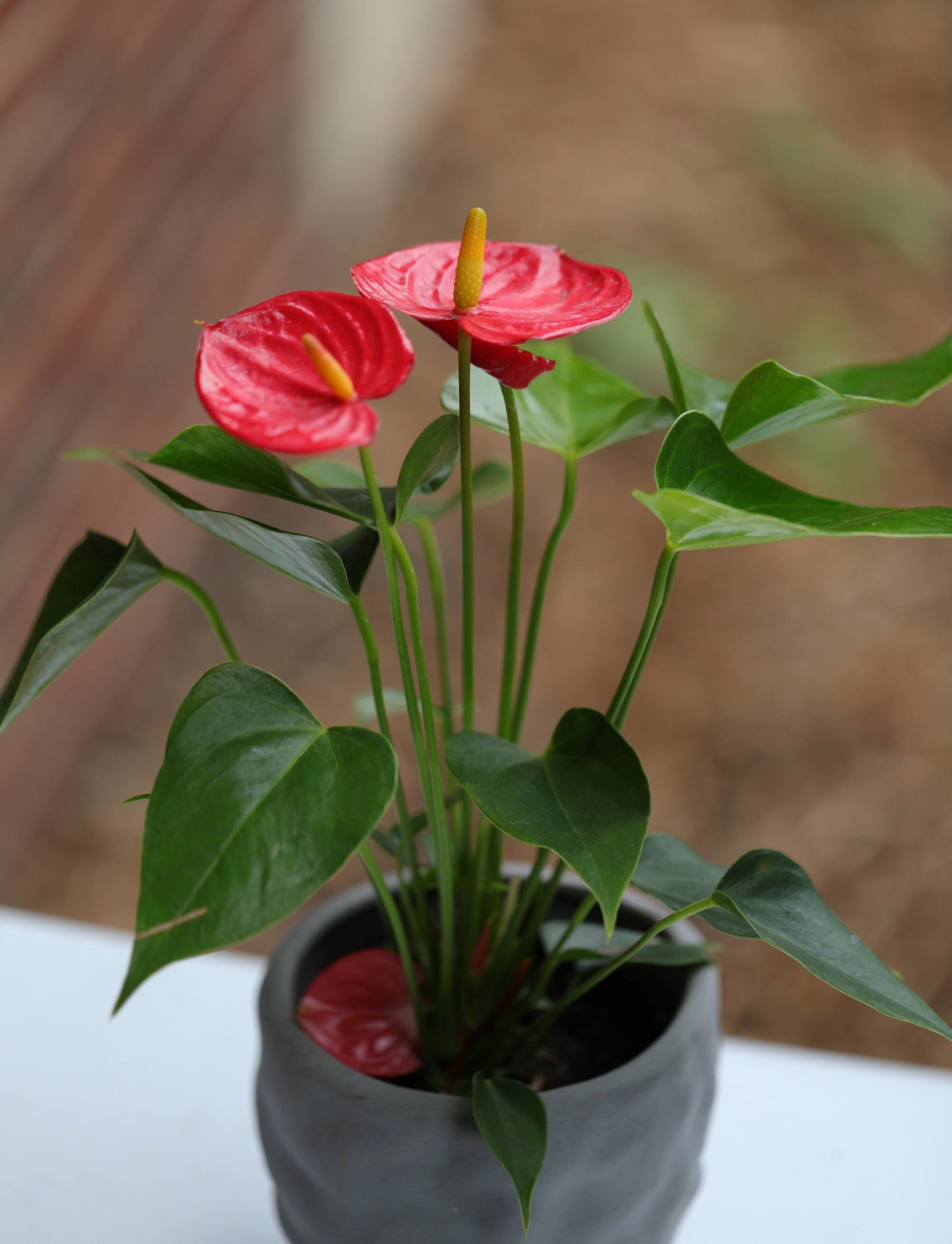 Anthurium Aristo - Etsy