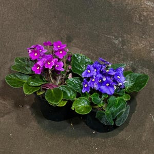 May include: Two potted African violet plants, one with purple flowers and the other with blue flowers.
