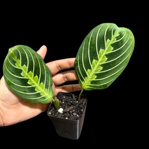 Live Lemon Lime Prayer Plant - Low Light Office Plant - Maranta Leuconeura - Potted Gift houseplant - Air Purifier Indoor Plant - Gift Plant