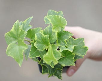 Ivy Gold Child in a 3" Nursery Pot - Herdera Helix - Low Light Houseplant - Vining Plant - Air Purifying Indoor Plant - Live Indoor Plant