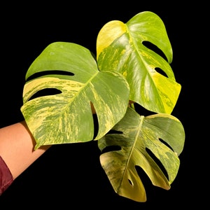 Monstera Aurea High Variegated Borsigiana in a Nursery Pot - Monstera Aurea 3 Leaf Plant - Monstera Marmota - SAME PLANT as images