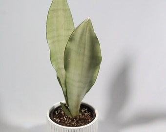 Moonshine snakeplant 3” | Sansevieria Masoniana | Live Plant | Air Purifying | Snake Plant
