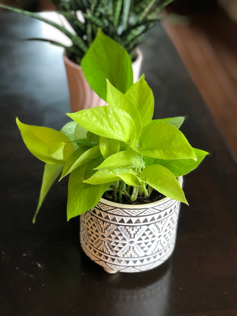 Neon Pothos indoor plant in 3 pot Easy care low light Etsy