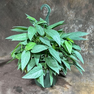 Epipremnum Pinnatum &#39;Cebu Blue&#39; Pothos in a 8&quot; Hanging Basket | Rare Cebu Blue Epipremnum Pinnatum | Gift Houseplants