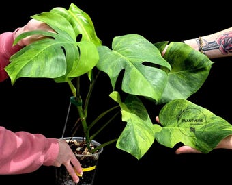 Super Rare Variegated Monstera Green on Green Plant - Variegated