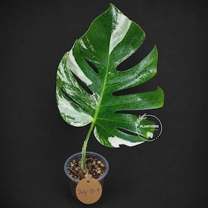 Monstera Albo - Rare Variegated Monstera Borsigiana Albo - Rare Collector Plant - White Monstera Albo - EXACT Same Plant - USA Seller image 7