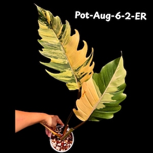 Super Rare Variegated Philodendron Caramel Marble - Easy Care Indoor Plant - Rare Collector Plant - Gift Plant - Exact Same Plant -US Seller