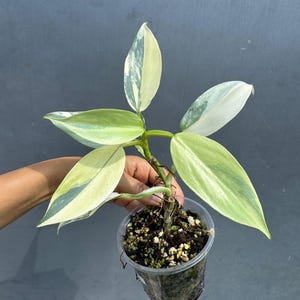 Super Rare Philodendron Silver Sword Variegated Plant - Collectors Plant - Rare Variegated Aroid Live Plant - Exact Same Plant - Us Seller