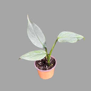 Philodendron Silver Sword Plant in a 2&quot; Pot| Indoor & Outdoor Live House plant | Unique Tropical Plants | Office Plant, Gift Plants