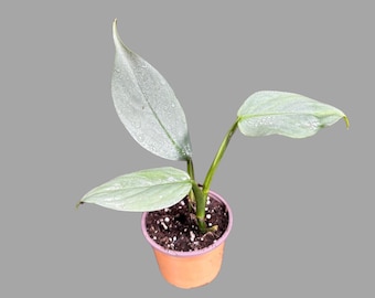 Philodendron Silver Sword Plant in a 2" Pot| Indoor & Outdoor Live House plant | Unique Tropical Plants | Office Plant, Gift Plants