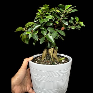 May include: A small green ficus bonsai tree with a thick, gnarled trunk and roots, potted in a white ceramic pot with a textured pattern.