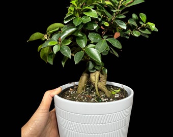 Ficus Microcarpa 'Ginseng' in 5" Nursery Pot - Bonsai Plant - Funny Gift-Plant Lover Gift-Plant Mom Dad Gift - Office Gift