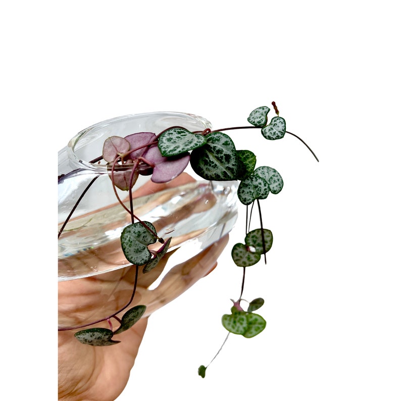 PlantVers String of Hearts Cuttings