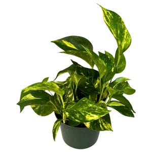May include: A potted pothos plant with vibrant green and yellow variegated leaves. The plant is in a dark green plastic pot. The leaves have a speckled pattern and are arranged in a full, lush display.