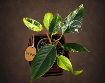Variegated Philodendron Green Congo Original - Collector's Aroid - Stunning White & Mint Variegation - Indoor Rare Tropical Plant