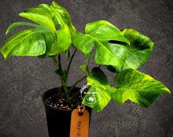Variegated Monstera Green on Green Plant - Variegated Monstera Top Cut Potted Plant - Collector's Indoor SAME Plant