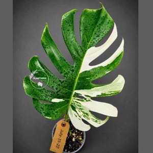 Monstera Albo - Rare Variegated Monstera Borsigiana Albo - Rare Collector Plant - White Monstera Albo - EXACT Same Plant - USA Seller Pot-July-31-22