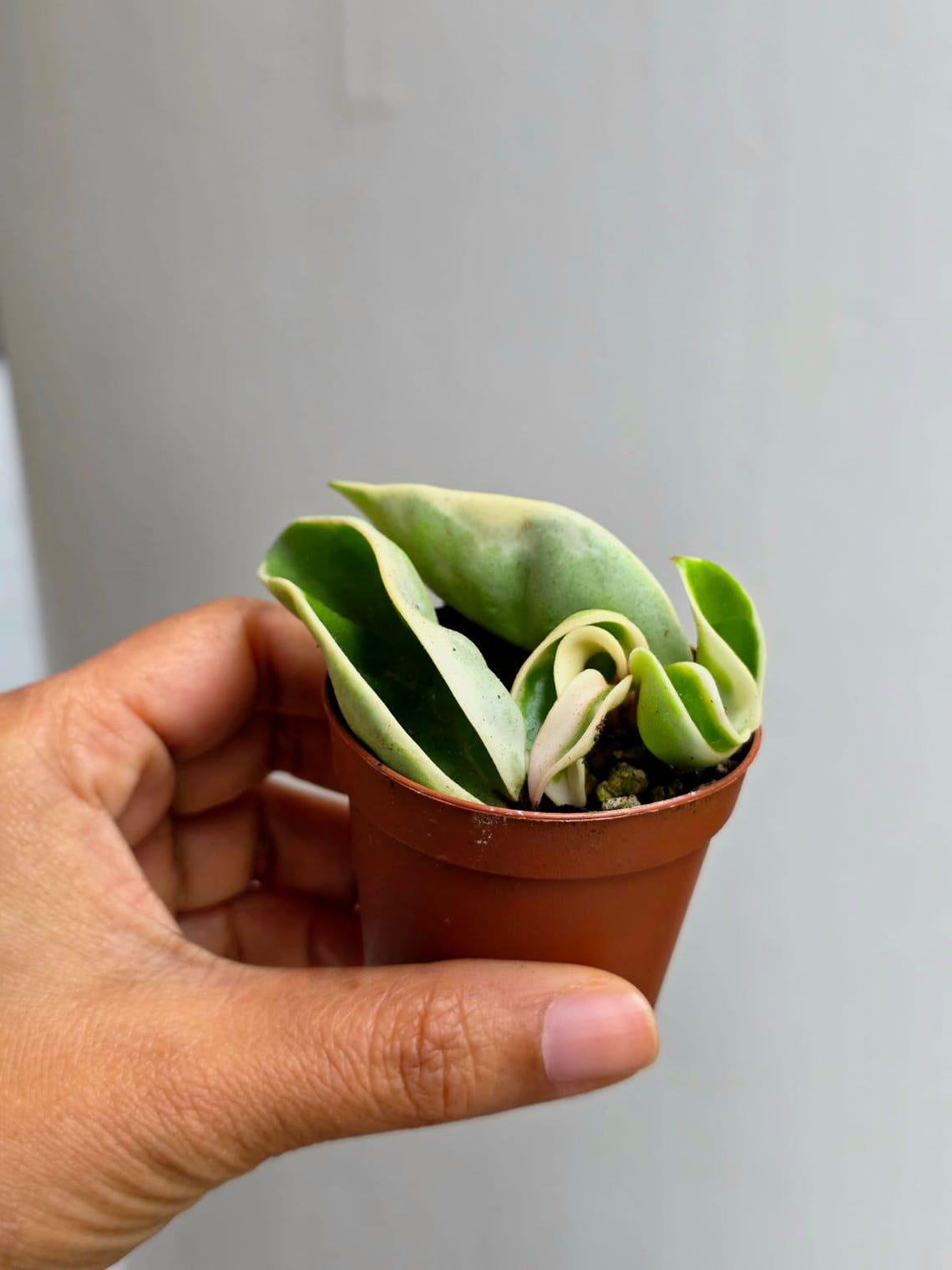 Variegated Hindu Rope in 2” Nursery Pot - Hoya Carnosa Compacta ...