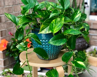 Golden Pothos Cuttings or 4” Pot Easy Care Houseplant - Low light Indoor Plant - Desk / Shelf / Hanging Basket Plant / Air purifier plant