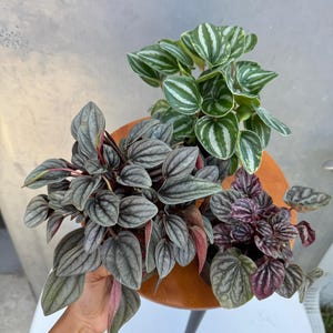 Pu&ograve; includere: Tre piante di Peperomia in vaso con foglie strutturate in tonalit&agrave; di verde, grigio e viola. Le piante sono disposte su un tavolino rotondo in legno con una sola gamba nera. Le foglie hanno motivi e trame uniche.