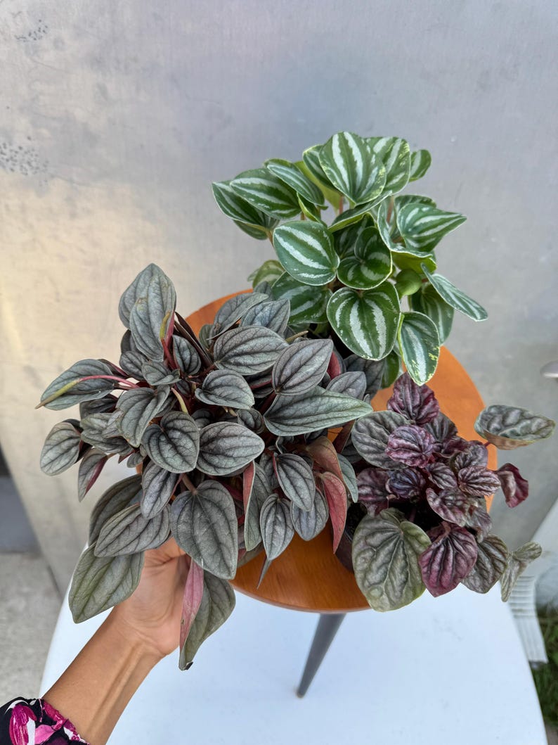 Pu&ograve; includere: Tre piante di Peperomia in vaso con foglie strutturate in tonalit&agrave; di verde, grigio e viola. Le piante sono disposte su un tavolino rotondo in legno con una sola gamba nera. Le foglie hanno motivi e trame uniche.