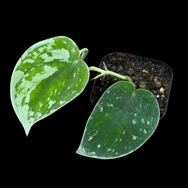 2” Silver Pothos in a nursery pot - Silver Pothos starter plant - Scindapsus pictus 'Argyraeus' - Low light pothos for indoor