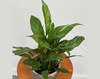 peace lily buy Sympathy Peace Lily