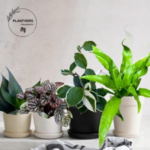 May include: Four potted houseplants are displayed against a neutral background. The plants include a dark green snake plant, a reddish-purple peperomia, a variegated green and white plant, and a bright green bird's nest fern. The pots are in neutral colors.