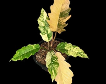Rare Variegated Philodendron Caramel Marble | Exact Same Plant Super Rare Collector Plant Caramel color live indoor plant | US SELLER