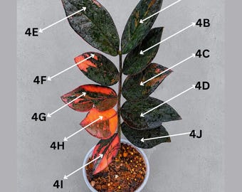 Rare Variegated Pink Raven ZZ Plant Cutting UNROOTED - Zamioculcas