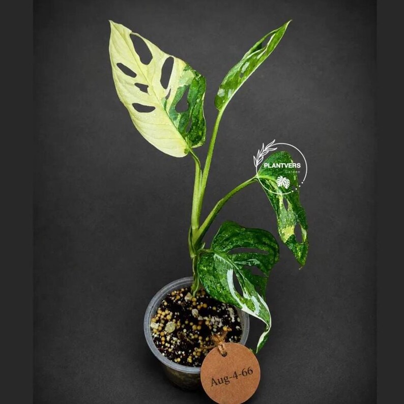 May include: A variegated Monstera adansonii plant with cream and green fenestrated leaves in a clear plastic pot. A circular brown tag with the text Aug-4-66 is attached to the pot. A white circular logo with the text PLANTVERS Garden is visible.