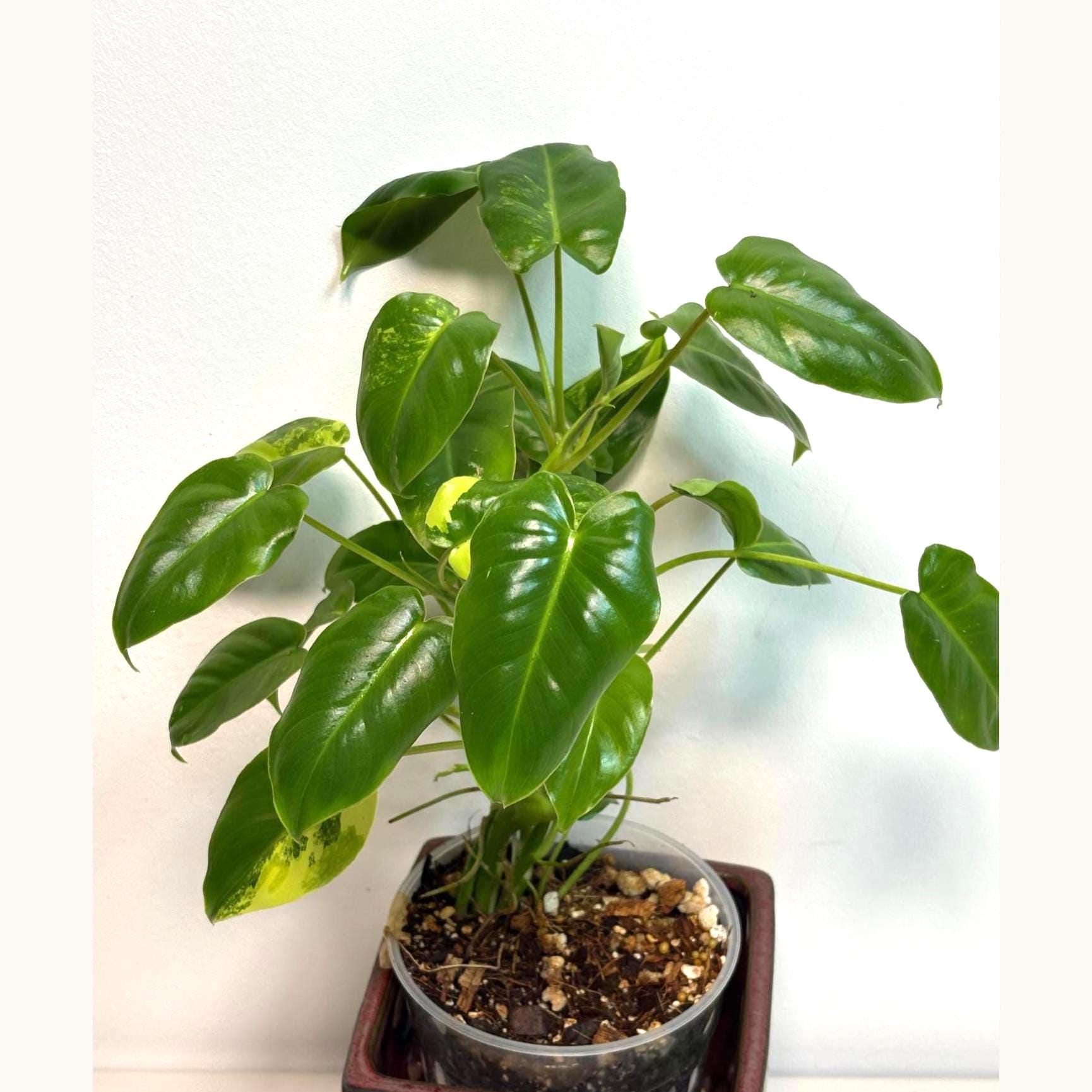 Variegated Burle Marx Philodendron Plant - Collector's Aroid - Exact ...