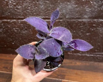 Tradescantia Pallida/purple Misery Potted Plant / Household Plant