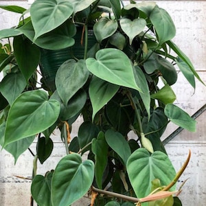 May include: A lush, green heartleaf philodendron plant in a hanging basket. The plant features numerous heart-shaped leaves in varying shades of green, with long vines cascading downwards. The leaves have a smooth texture and are densely packed, creating a full appearance.