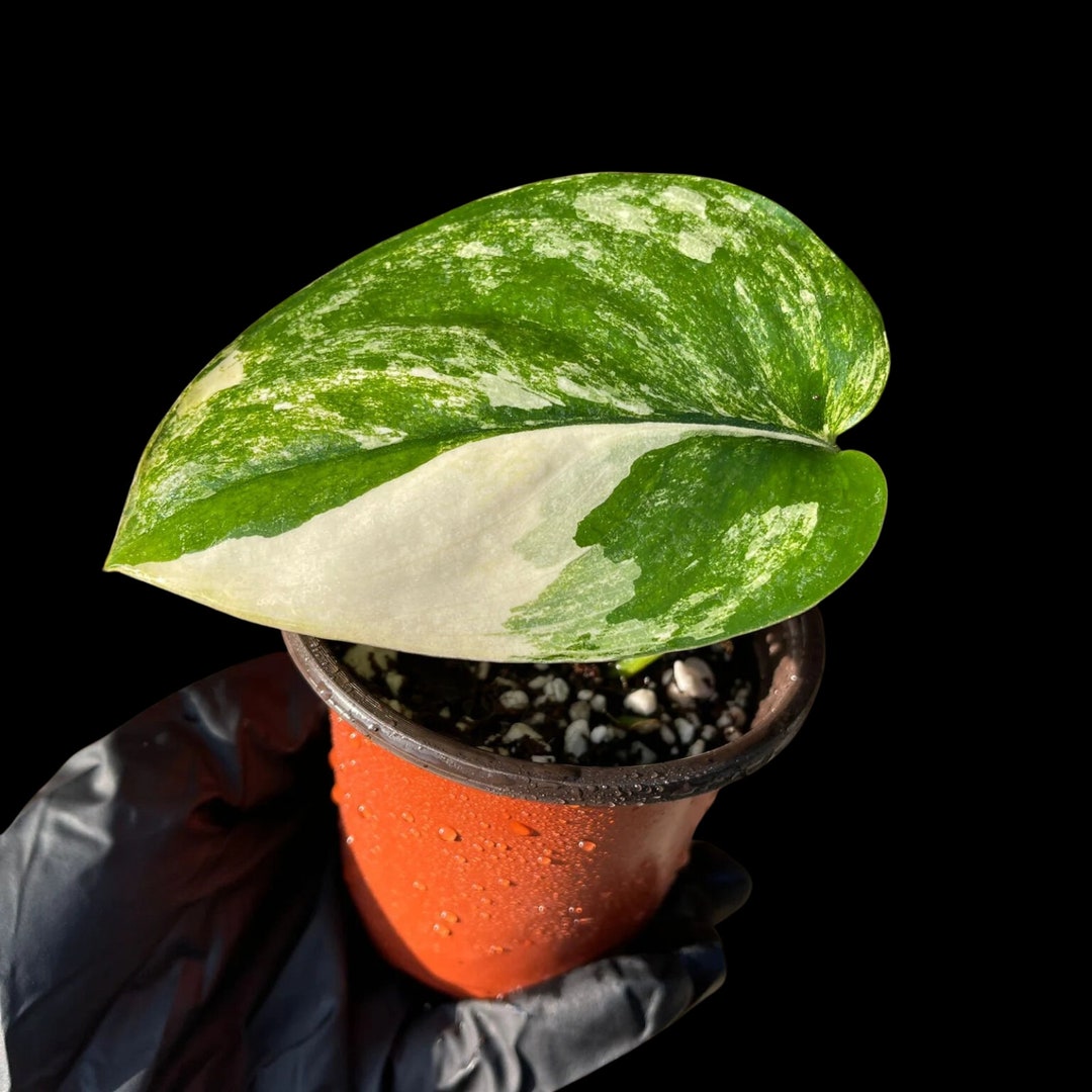 Scindapsus Jade Satin Variegated Variegated Scindapsus Etsy