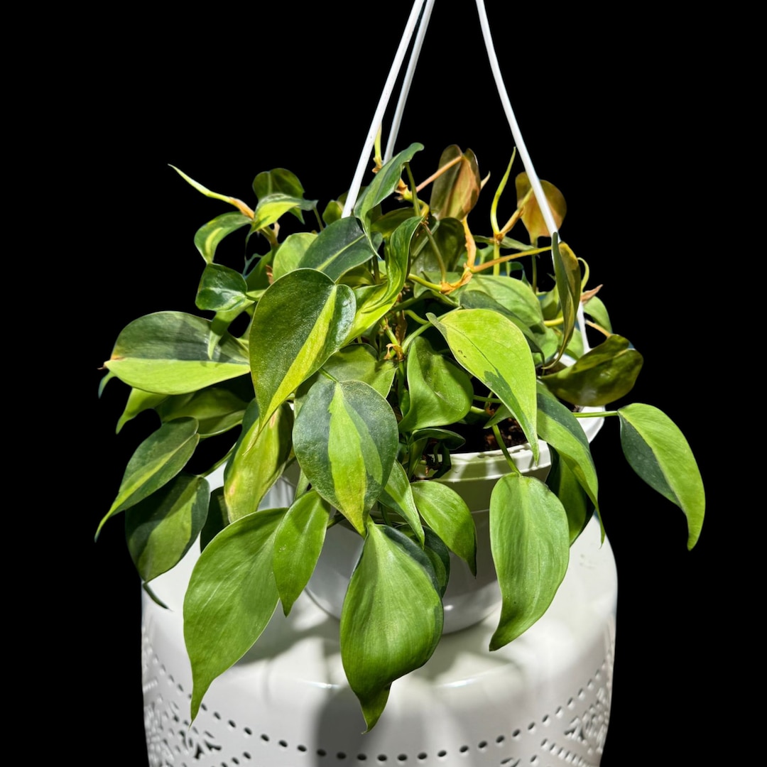 Rare Brazilian Philodendron in a 8 Hanging Basket Philodendro…