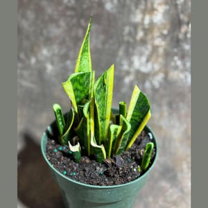 Sansevieria Laurentii Base Mother Plant in a 6&quot; Grow Pot - Base Mother Plants  - Live Tropical Indoor & Outdoor Houseplant