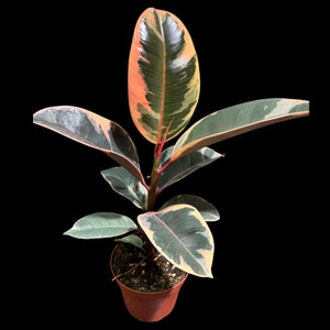 May include: A potted rubber plant with large, variegated leaves. The leaves display a mix of green, pink, cream, and orange hues. The plant is in a small brown pot, set against a solid black background.
