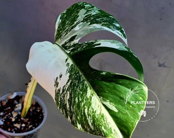 Rare Variegated Monstera Albo Plant - Indoor White Monstera Albo Borsigiana Plant - Albo Monstera Single Leaf Plant - EXACT Plant -US Seller