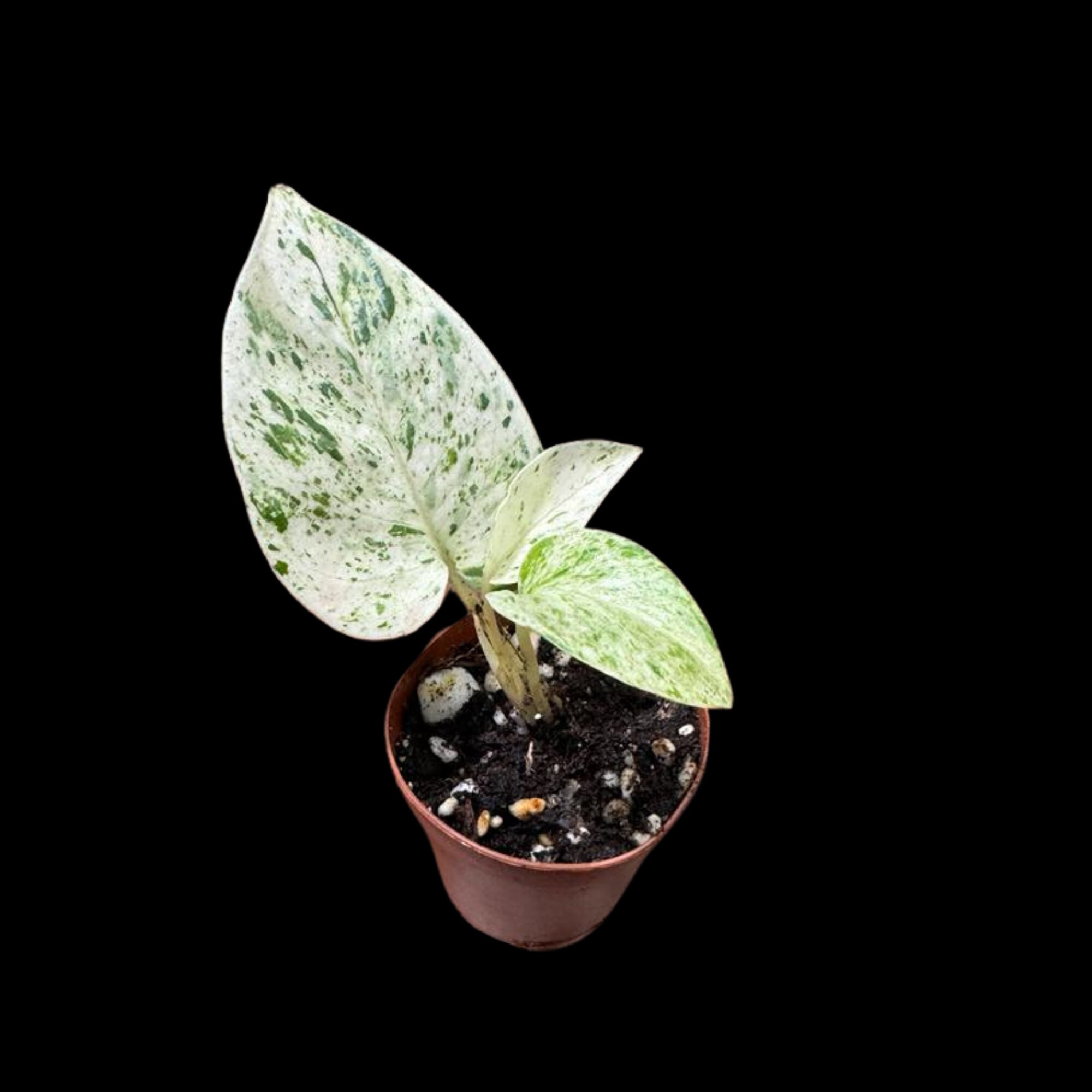 yucca cane pet safe Yucca Cane for Sale
