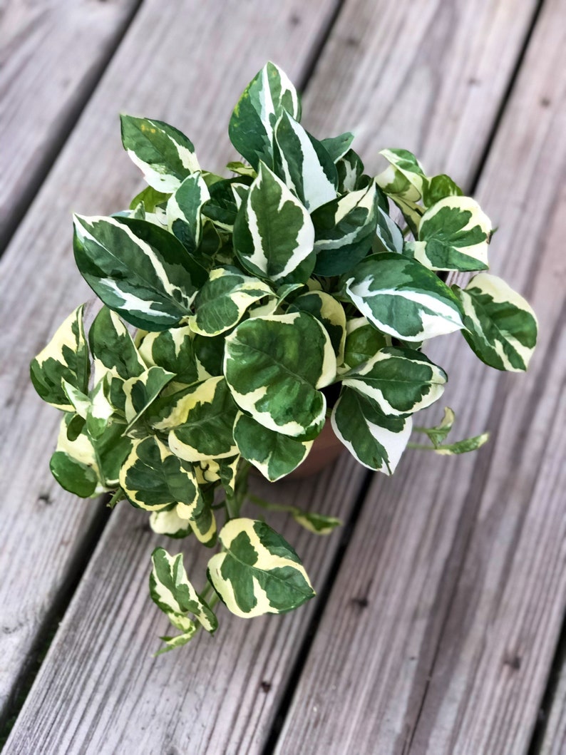 PlantVers Pothos