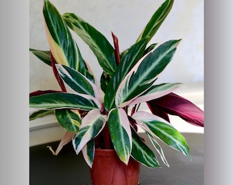 May include: A potted houseplant with green and white striped leaves. The plant is in a brown pot and is sitting on a dark brown surface.