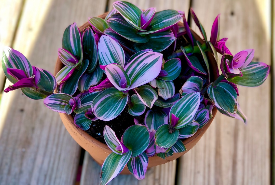 Rare Tradescantia Nanouk Lilac Plant Rare Tradescantia Pot Rare Pink Wandering Jew Easy Care