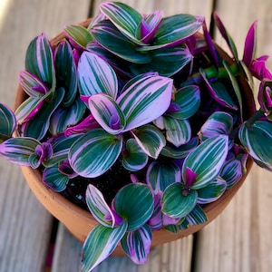 Rare Tradescantia Nanouk Lilac Plant Rare Tradescantia Pot Rare Pink Wandering Jew Easy care hardy indoor houseplant in a nursery pot image 1